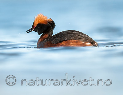 BB 10 0371 / Podiceps auritus / Horndykker
